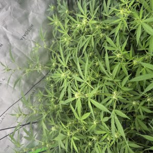 bbs-grow-diaries/blimburnseeds-com/user-40173/5447ad8a85d99edf