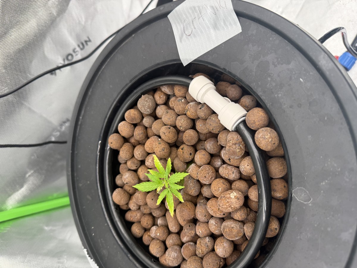 bbs-grow-diaries/blimburnseeds-com/user-40173/550c7d110f54990c