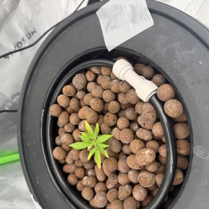 bbs-grow-diaries/blimburnseeds-com/user-40173/550c7d110f54990c