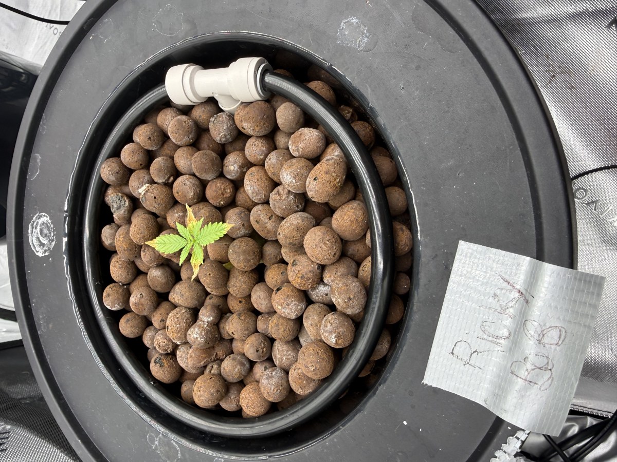 bbs-grow-diaries/blimburnseeds-com/user-40173/562a3013ce819246