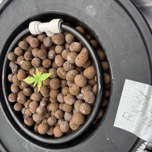 bbs-grow-diaries/blimburnseeds-com/user-40173/562a3013ce819246