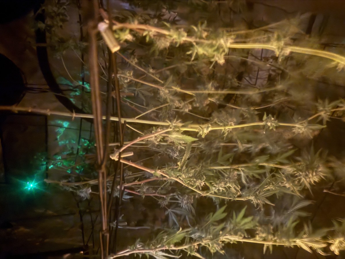 bbs-grow-diaries/blimburnseeds-com/user-40173/5755467afa8d922a