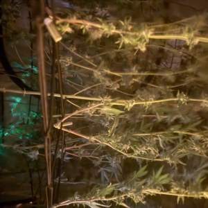 bbs-grow-diaries/blimburnseeds-com/user-40173/5755467afa8d922a