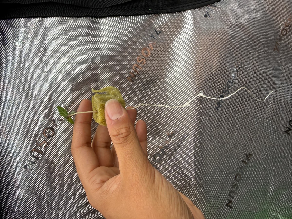 bbs-grow-diaries/blimburnseeds-com/user-40173/57ac59c03d876909