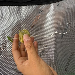 bbs-grow-diaries/blimburnseeds-com/user-40173/57ac59c03d876909