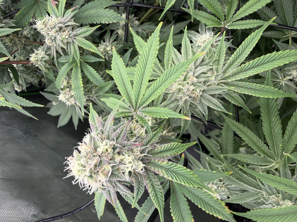 bbs-grow-diaries/blimburnseeds-com/user-40173/58044afd41267a6e