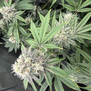 bbs-grow-diaries/blimburnseeds-com/user-40173/58044afd41267a6e