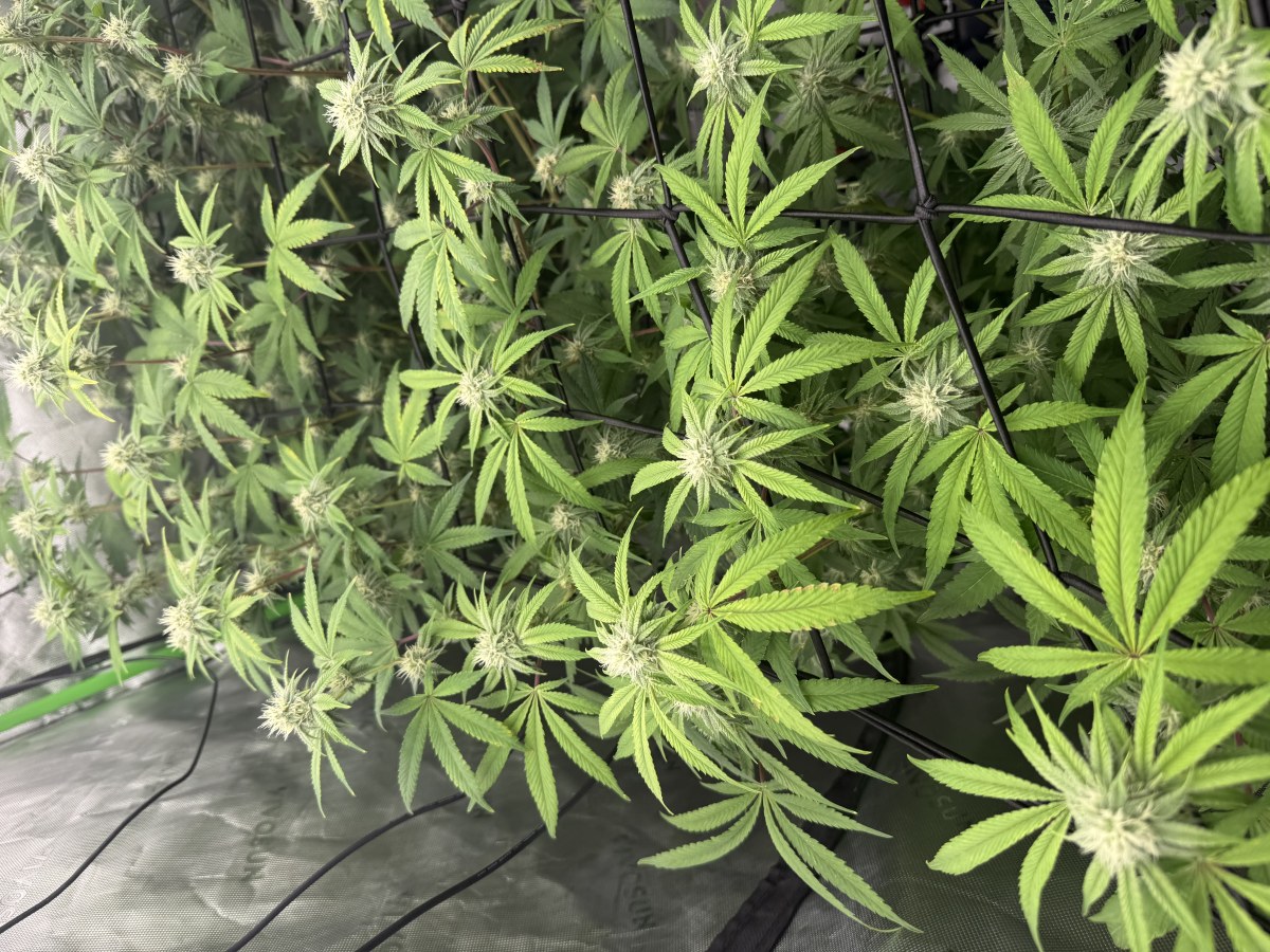 bbs-grow-diaries/blimburnseeds-com/user-40173/60eb016b035b6f90