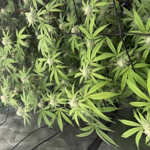 bbs-grow-diaries/blimburnseeds-com/user-40173/60eb016b035b6f90