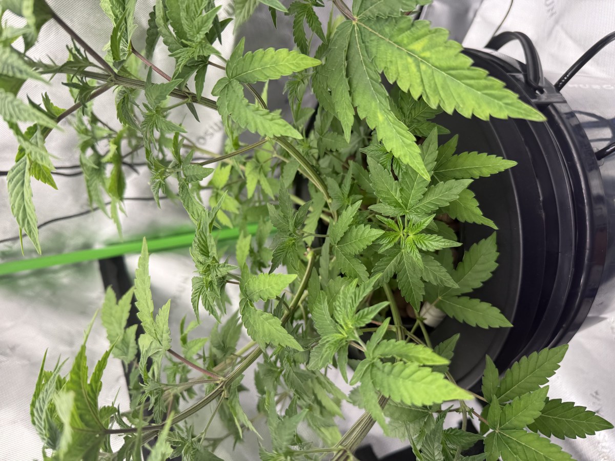 bbs-grow-diaries/blimburnseeds-com/user-40173/6499e715477f2aa8