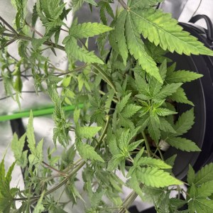 bbs-grow-diaries/blimburnseeds-com/user-40173/6499e715477f2aa8