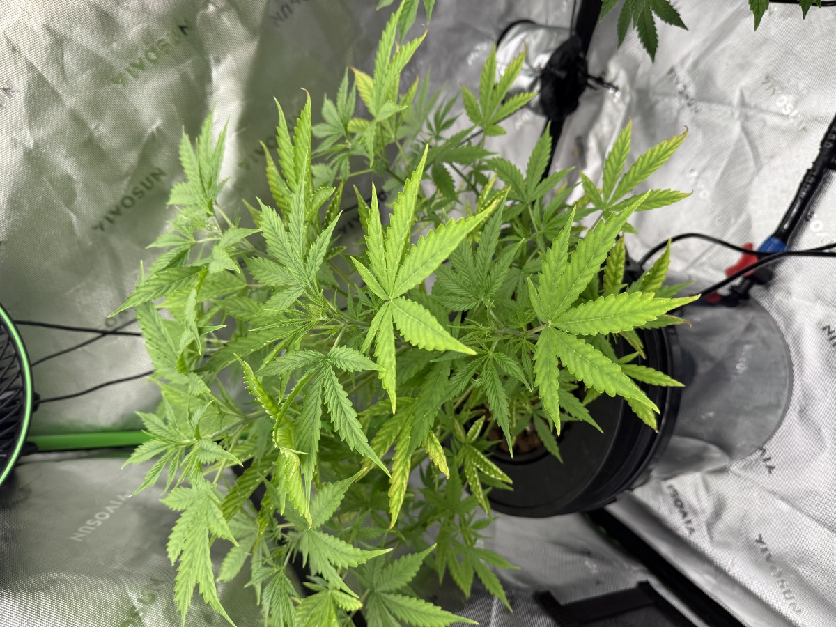 bbs-grow-diaries/blimburnseeds-com/user-40173/67d51cb3b2c43cf8