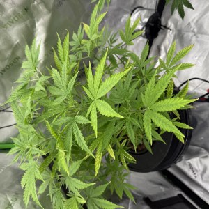 bbs-grow-diaries/blimburnseeds-com/user-40173/67d51cb3b2c43cf8
