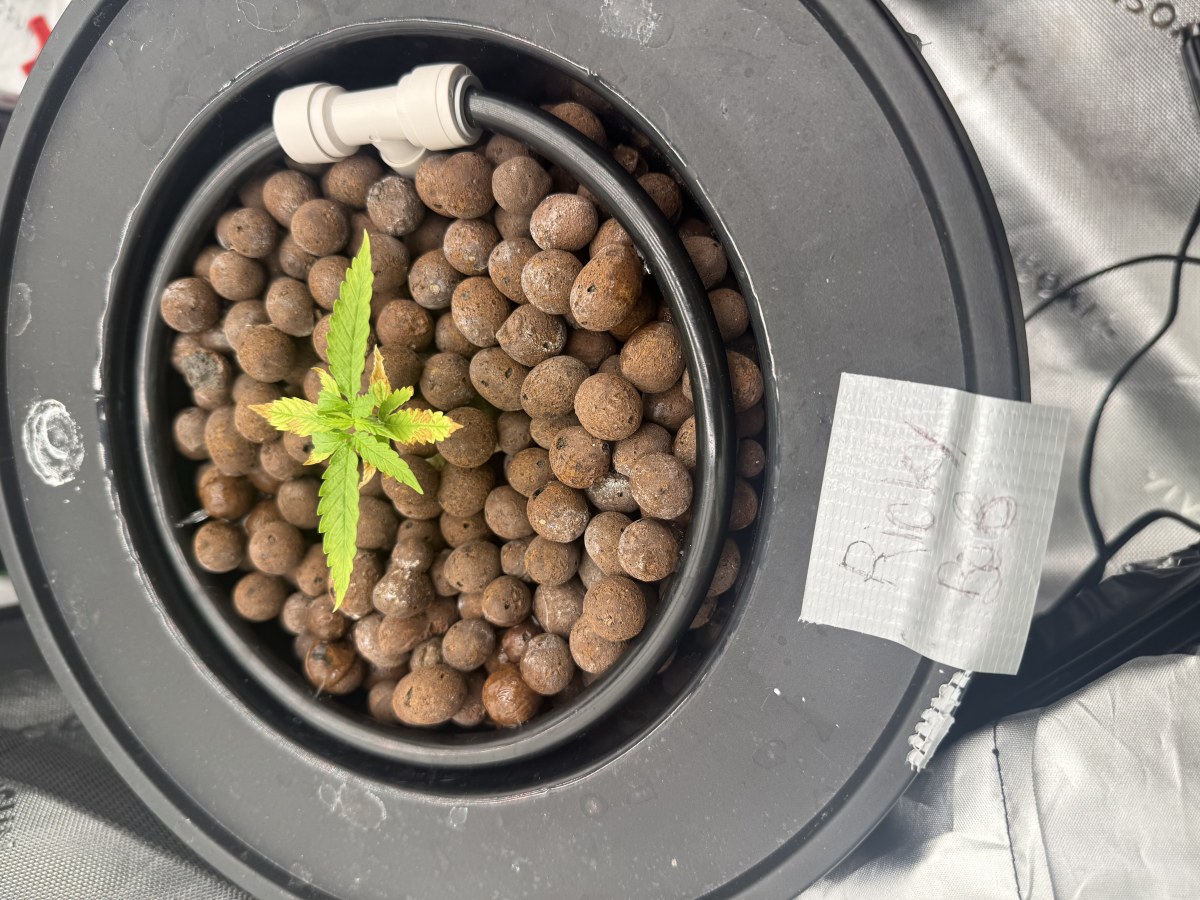 bbs-grow-diaries/blimburnseeds-com/user-40173/72675482e98d6271