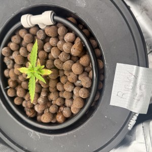 bbs-grow-diaries/blimburnseeds-com/user-40173/72675482e98d6271