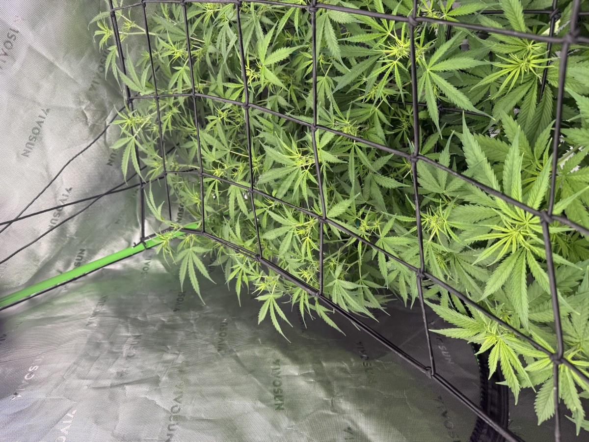 bbs-grow-diaries/blimburnseeds-com/user-40173/767bfa17944b660d