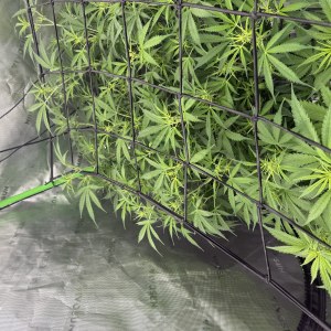 bbs-grow-diaries/blimburnseeds-com/user-40173/767bfa17944b660d