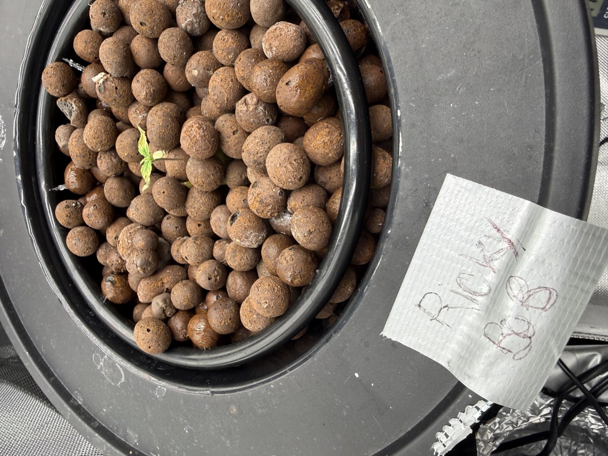 bbs-grow-diaries/blimburnseeds-com/user-40173/77704636751ec661