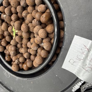 bbs-grow-diaries/blimburnseeds-com/user-40173/77704636751ec661