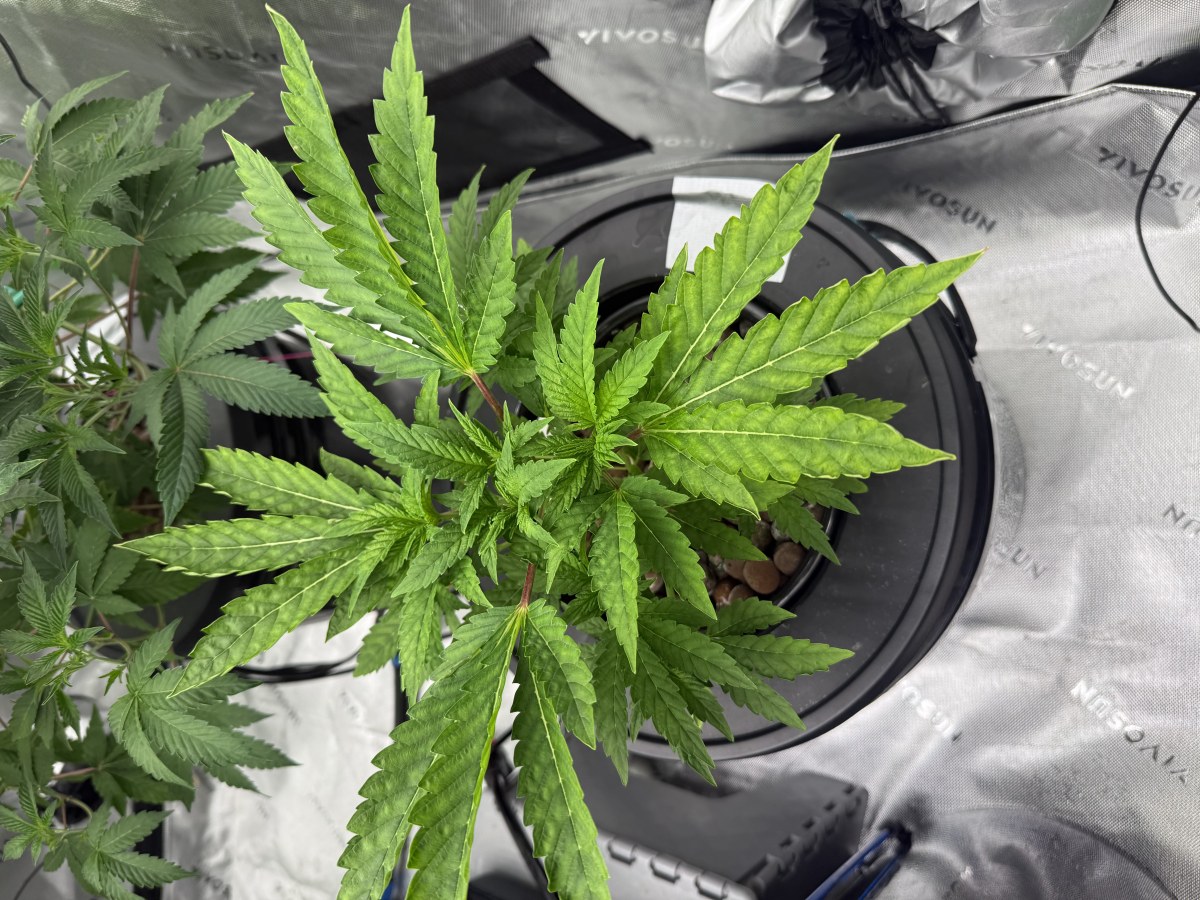 bbs-grow-diaries/blimburnseeds-com/user-40173/7b4d23d3b84af707