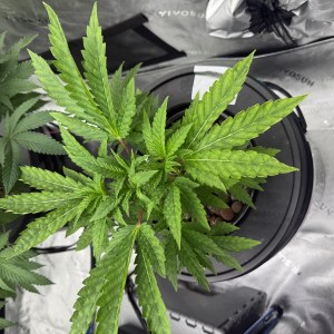 bbs-grow-diaries/blimburnseeds-com/user-40173/7b4d23d3b84af707