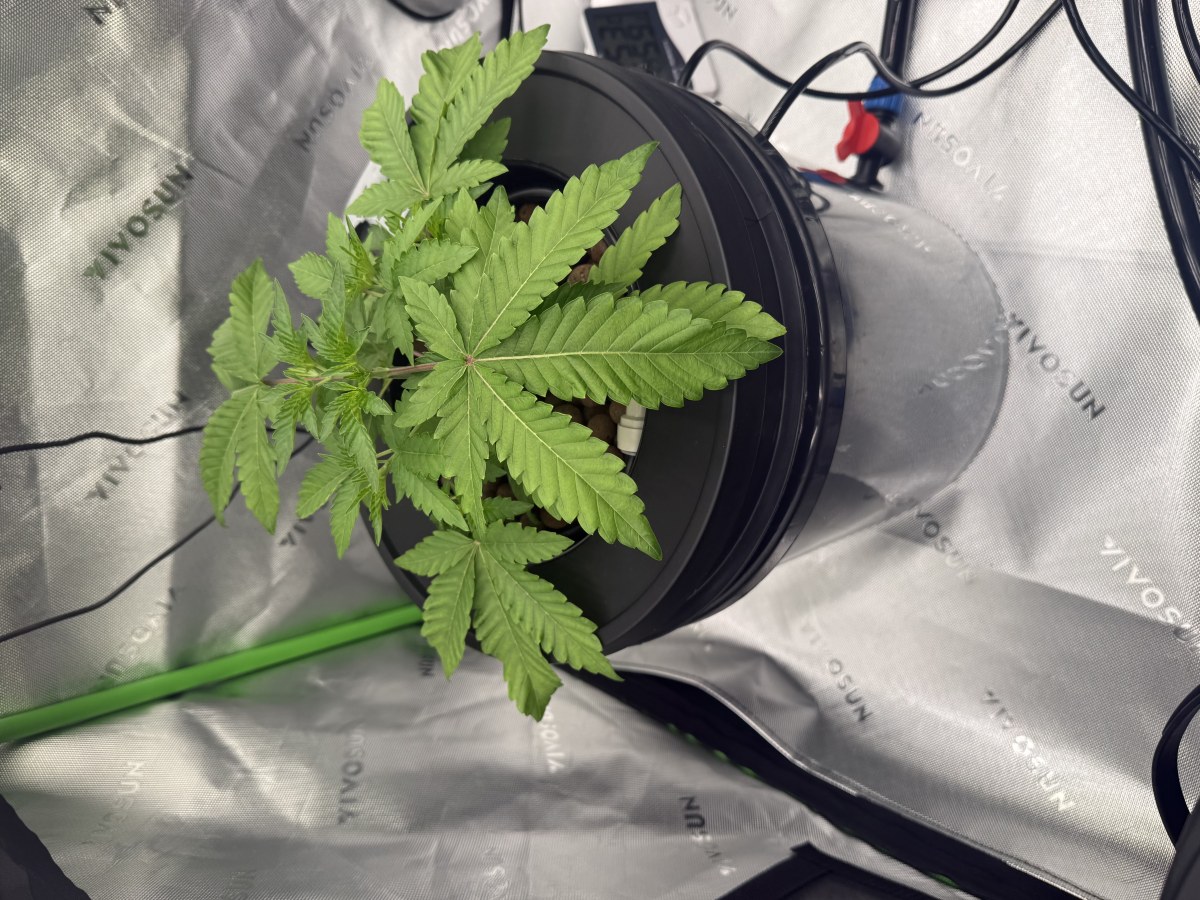 bbs-grow-diaries/blimburnseeds-com/user-40173/7fd3f0f44b8d4b2a