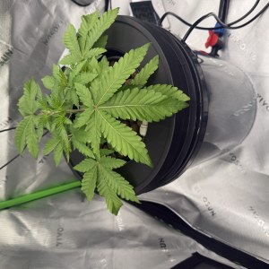 bbs-grow-diaries/blimburnseeds-com/user-40173/7fd3f0f44b8d4b2a