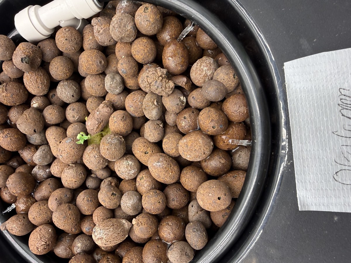bbs-grow-diaries/blimburnseeds-com/user-40173/81610617c8782f37