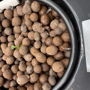 bbs-grow-diaries/blimburnseeds-com/user-40173/81610617c8782f37
