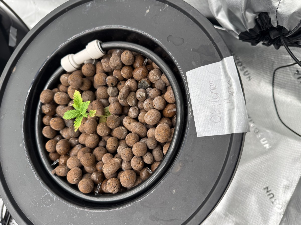 bbs-grow-diaries/blimburnseeds-com/user-40173/95972a079ffa1d69
