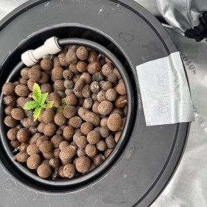 bbs-grow-diaries/blimburnseeds-com/user-40173/95972a079ffa1d69