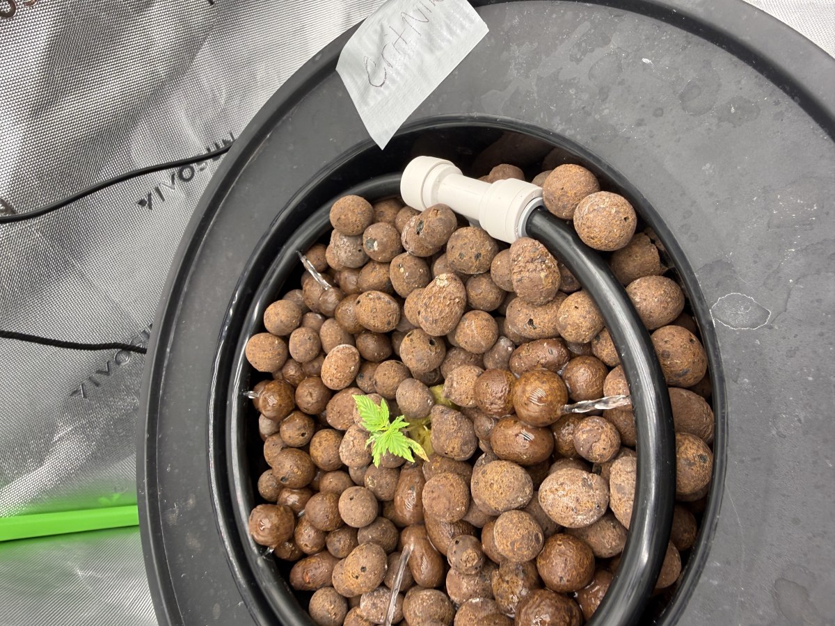 bbs-grow-diaries/blimburnseeds-com/user-40173/974ec9b5778bf2f1