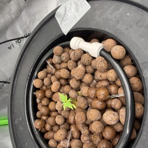 bbs-grow-diaries/blimburnseeds-com/user-40173/974ec9b5778bf2f1