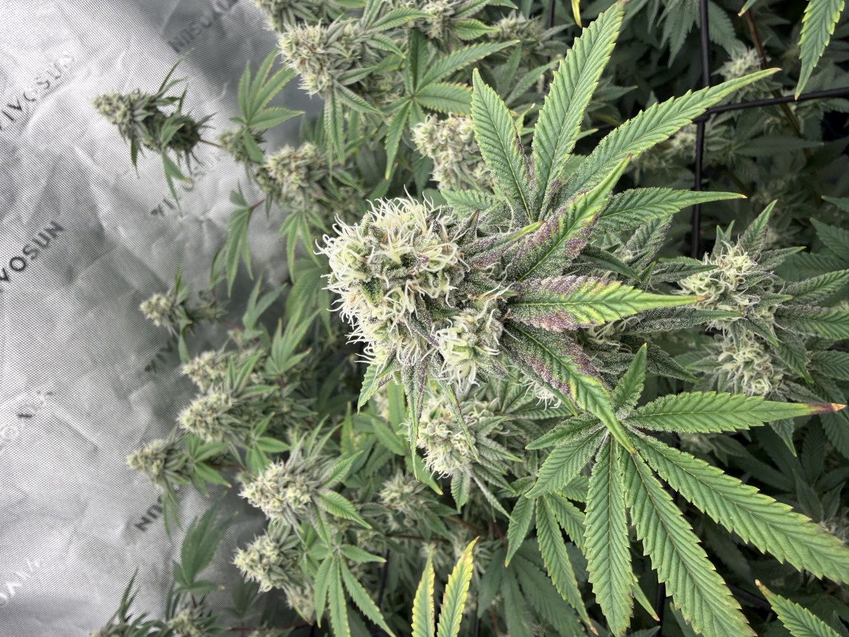 bbs-grow-diaries/blimburnseeds-com/user-40173/9ceb39db8bf0e9e7