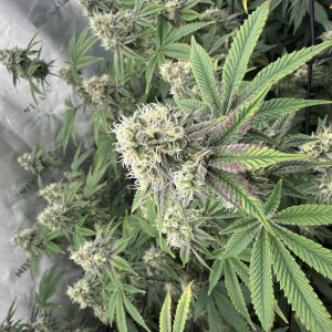 bbs-grow-diaries/blimburnseeds-com/user-40173/9ceb39db8bf0e9e7