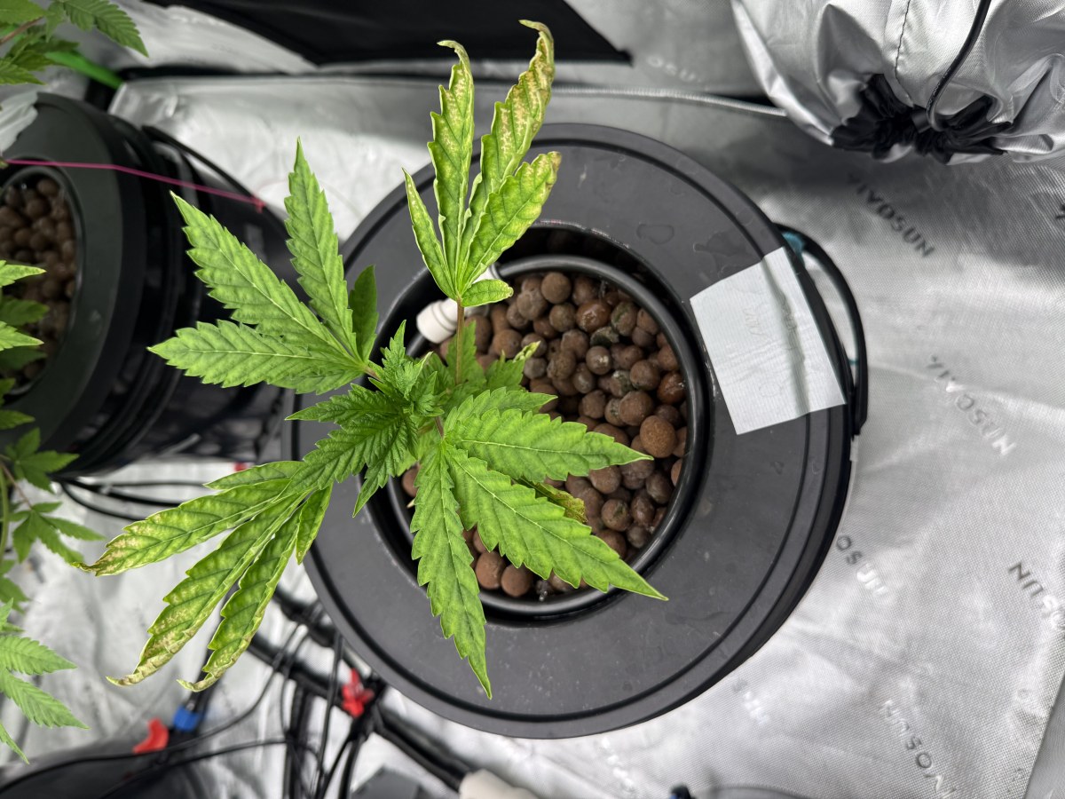 bbs-grow-diaries/blimburnseeds-com/user-40173/9d1f1e7d798fc0d0
