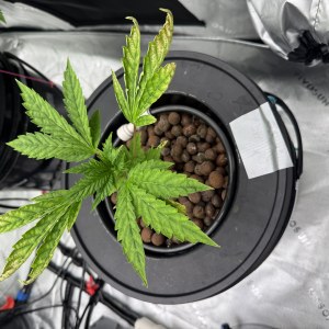 bbs-grow-diaries/blimburnseeds-com/user-40173/9d1f1e7d798fc0d0