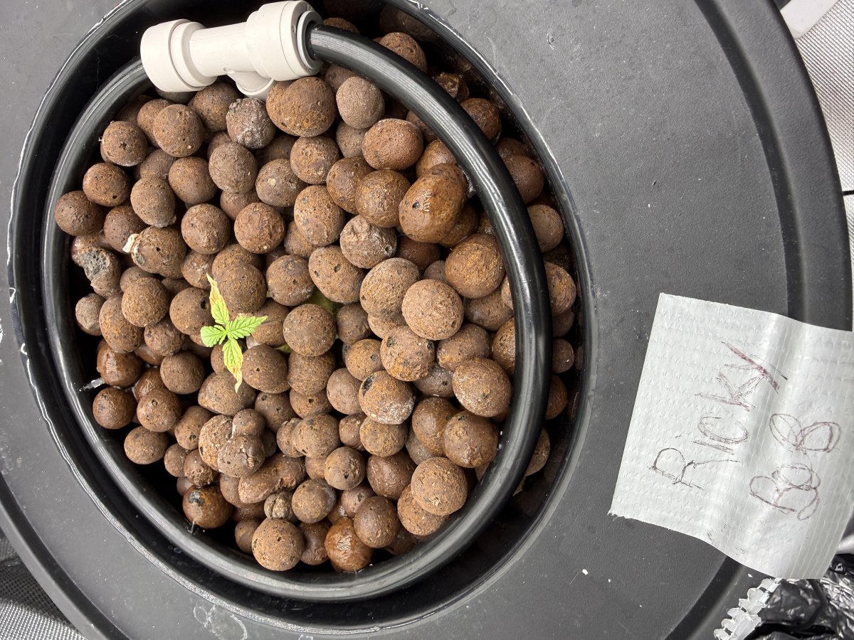 bbs-grow-diaries/blimburnseeds-com/user-40173/9df51a9dee5fa4c8