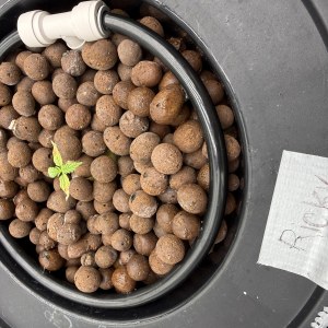 bbs-grow-diaries/blimburnseeds-com/user-40173/9df51a9dee5fa4c8