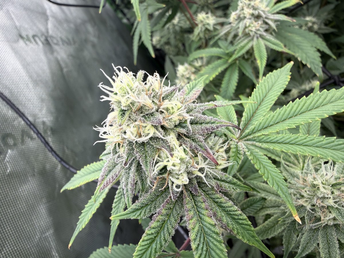 bbs-grow-diaries/blimburnseeds-com/user-40173/a171f809e2bf4bc1