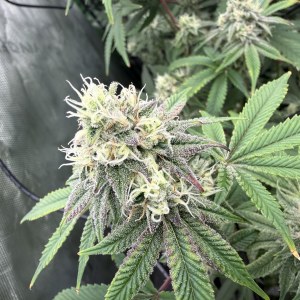 bbs-grow-diaries/blimburnseeds-com/user-40173/a171f809e2bf4bc1