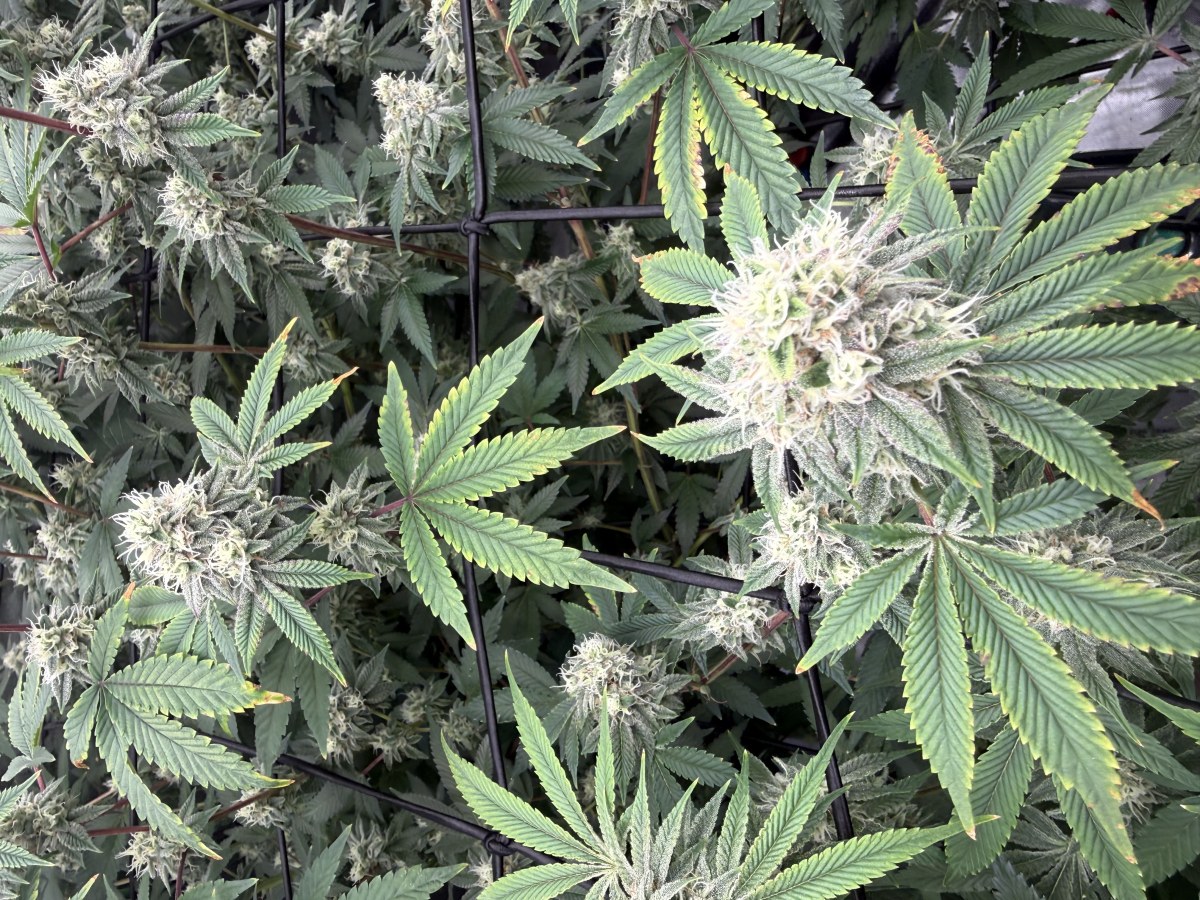 bbs-grow-diaries/blimburnseeds-com/user-40173/a632b841c6f7c539