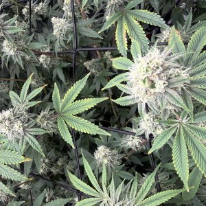 bbs-grow-diaries/blimburnseeds-com/user-40173/a632b841c6f7c539