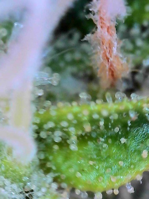 bbs-grow-diaries/blimburnseeds-com/user-40173/abc070f68a41dacb