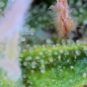 bbs-grow-diaries/blimburnseeds-com/user-40173/abc070f68a41dacb