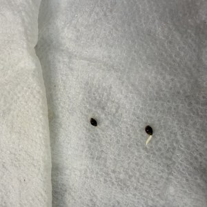 bbs-grow-diaries/blimburnseeds-com/user-40173/af1bbb96c1101f2e