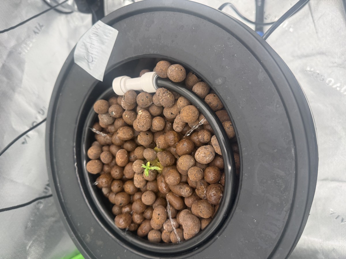 bbs-grow-diaries/blimburnseeds-com/user-40173/b703b363624b22b2