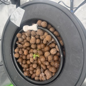 bbs-grow-diaries/blimburnseeds-com/user-40173/b703b363624b22b2