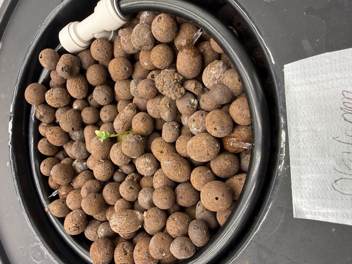 bbs-grow-diaries/blimburnseeds-com/user-40173/ba721d3555ef24e5