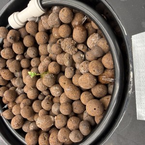 bbs-grow-diaries/blimburnseeds-com/user-40173/ba721d3555ef24e5